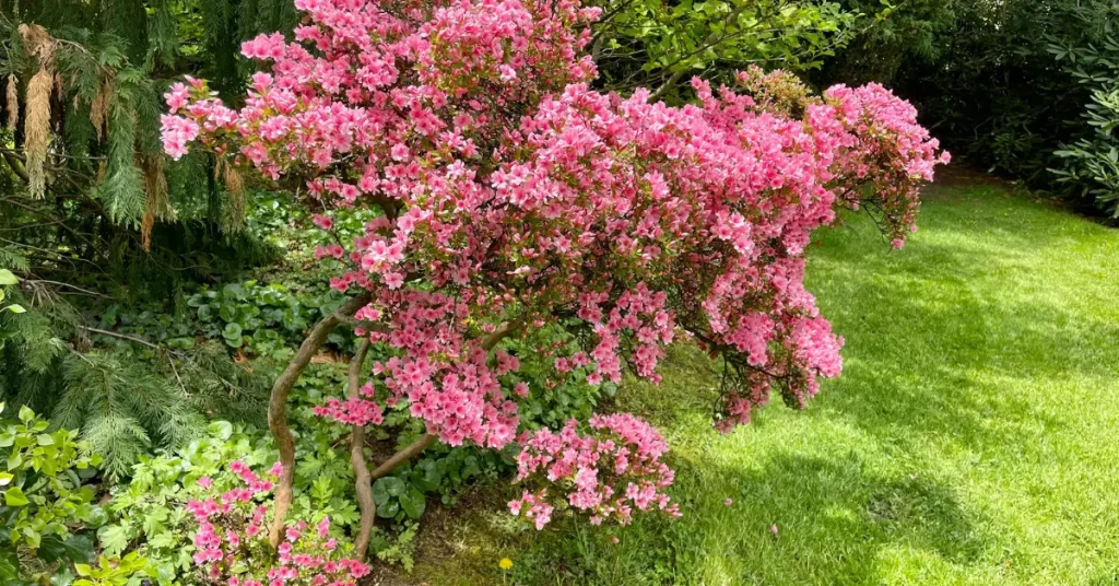 plants that love coffee grounds azaleas