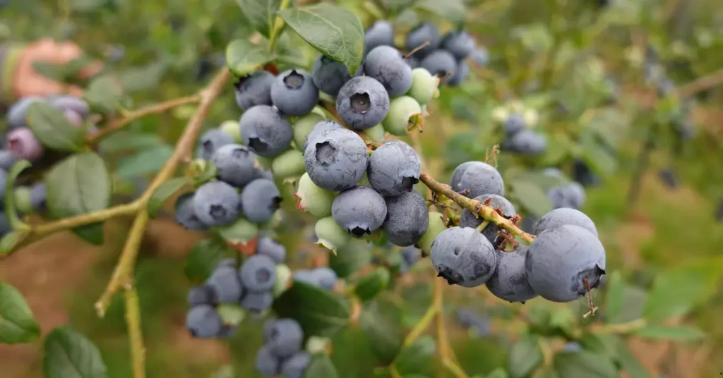 plants that love coffee grounds blueberries