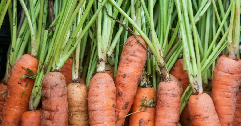 plants that love coffee grounds carrots