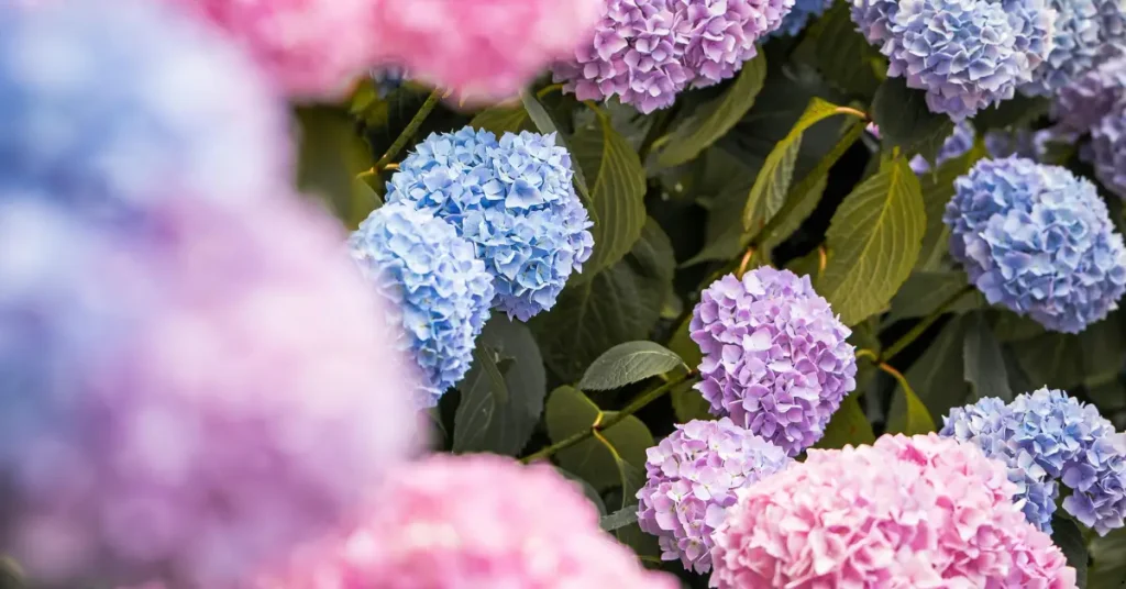 plants that love coffee grounds hydrangeas