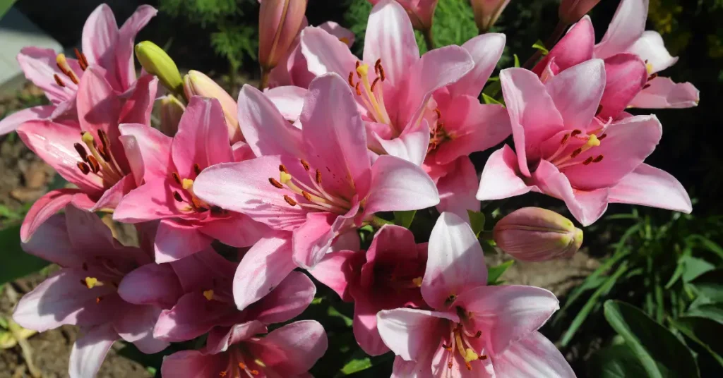 plants that love coffee grounds lilies