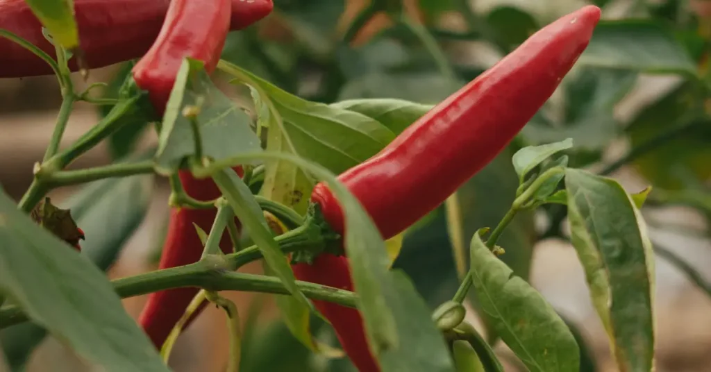 plants that love coffee grounds peppers