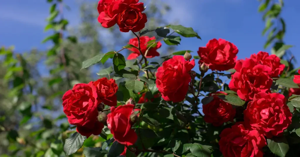 plants that love coffee grounds roses
