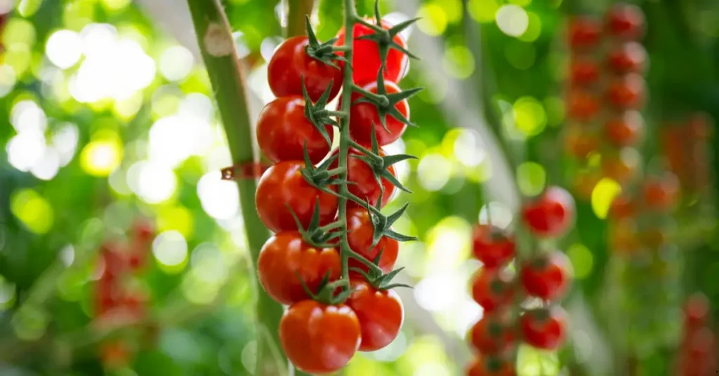 plants that love coffee grounds tomatoes