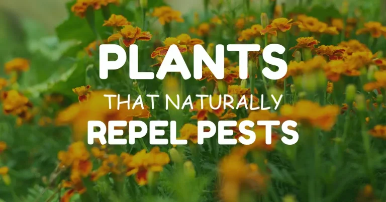 12 Amazing Plants That Naturally Repel Pests