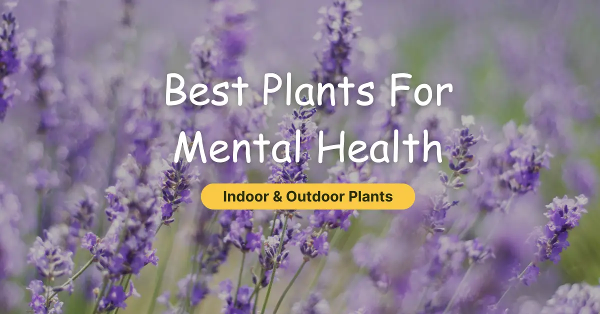 best plants for mental health