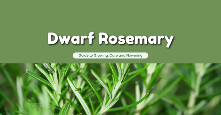 Dwarf Rosemary: Guide to Growing, Care and Flowering
