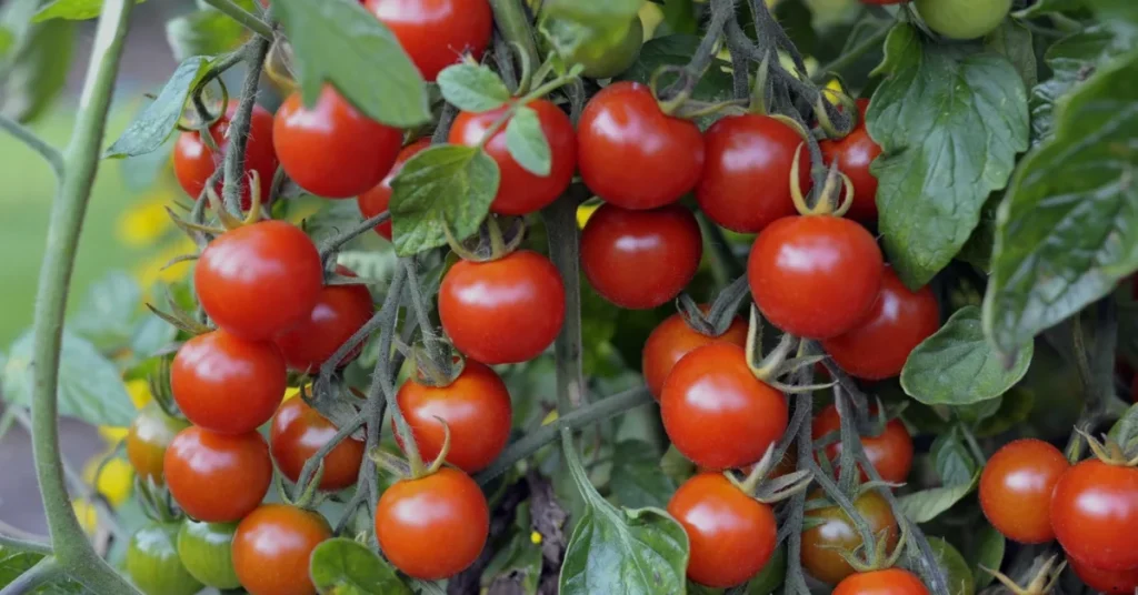 best cherry tomato variety sweet million