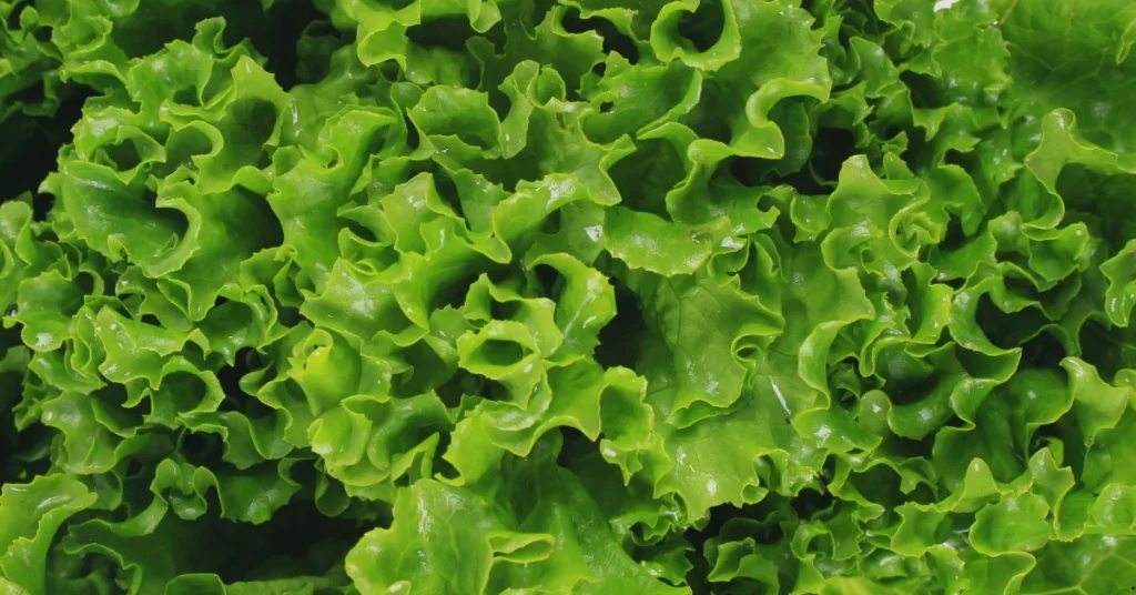best cool season veggies lettuce