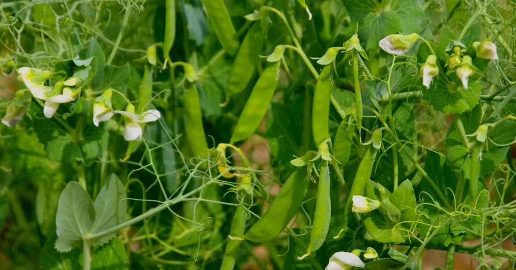 best cool season veggies peas