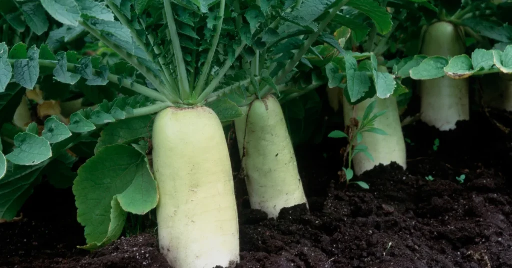best cool season veggies radish