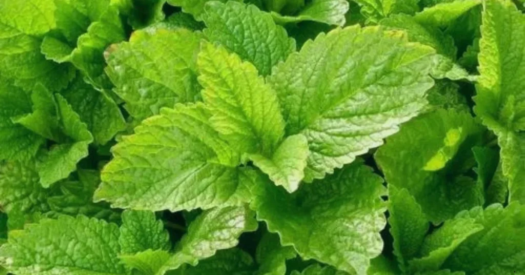 best herbs to grow for tea lemon balm
