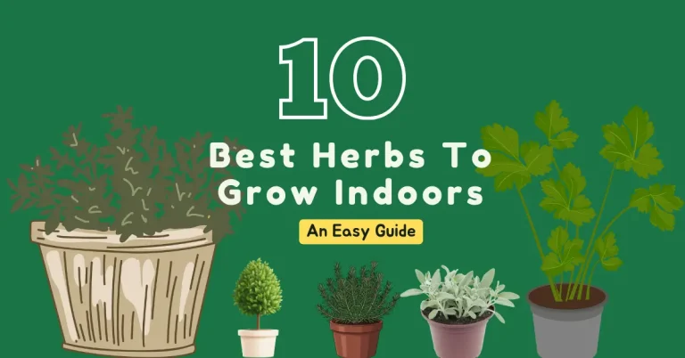 10 Best Herbs To Grow Indoors (Gardening Expert Guide)