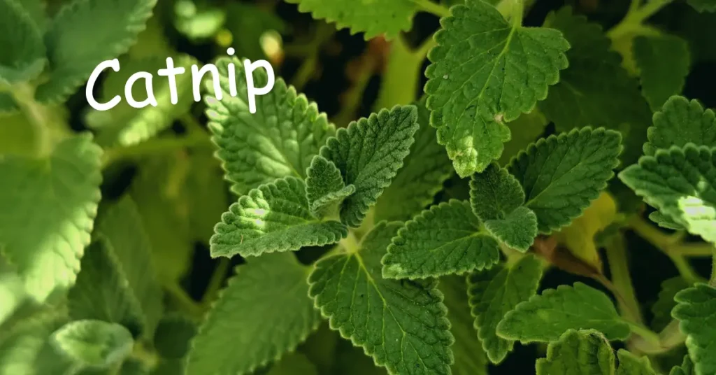 best herbs to grow indoors catnip