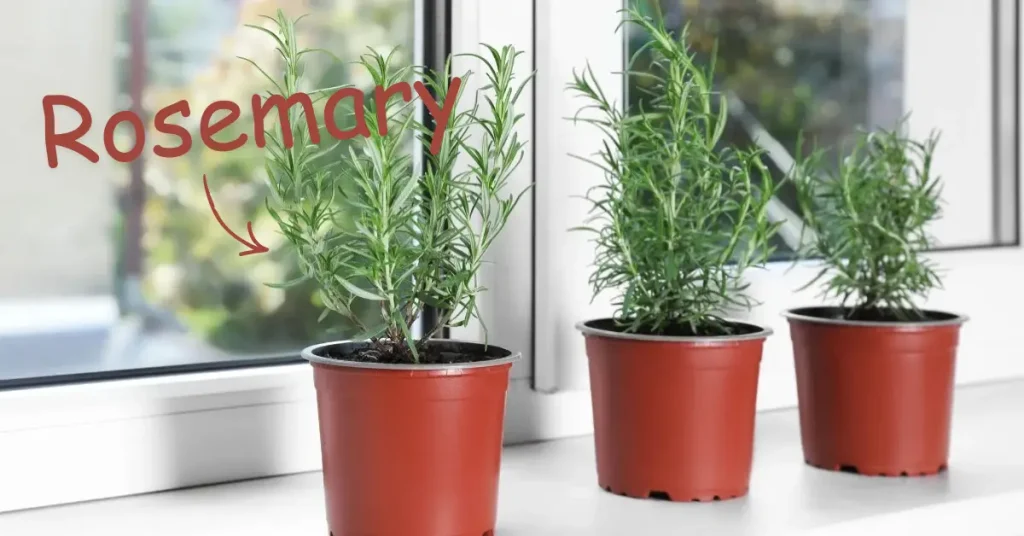 best herbs to grow indoors rosemary