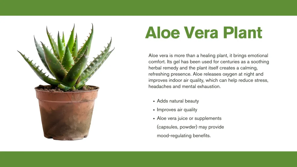 best plants for mental health aloe vera