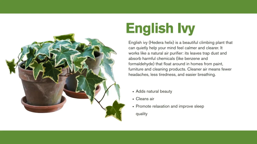 best plants for mental health english ivy