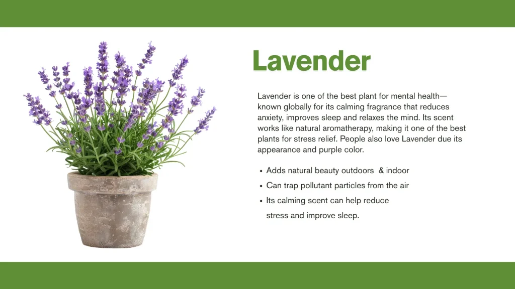 best plants for mental health lavender
