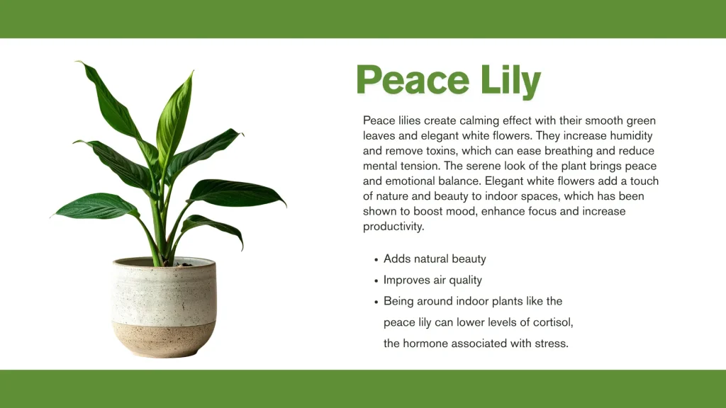 best plants for mental health peace lily