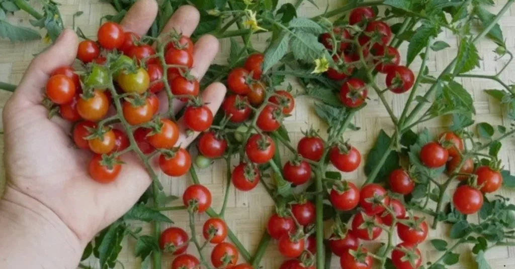 cherry tomatoes
