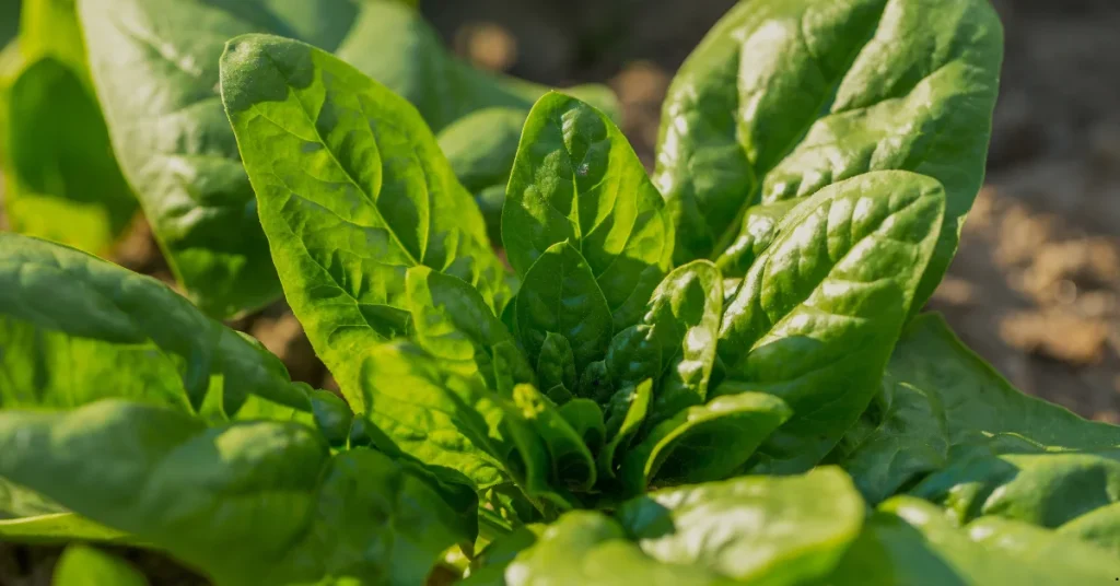 cool season veggies spinach