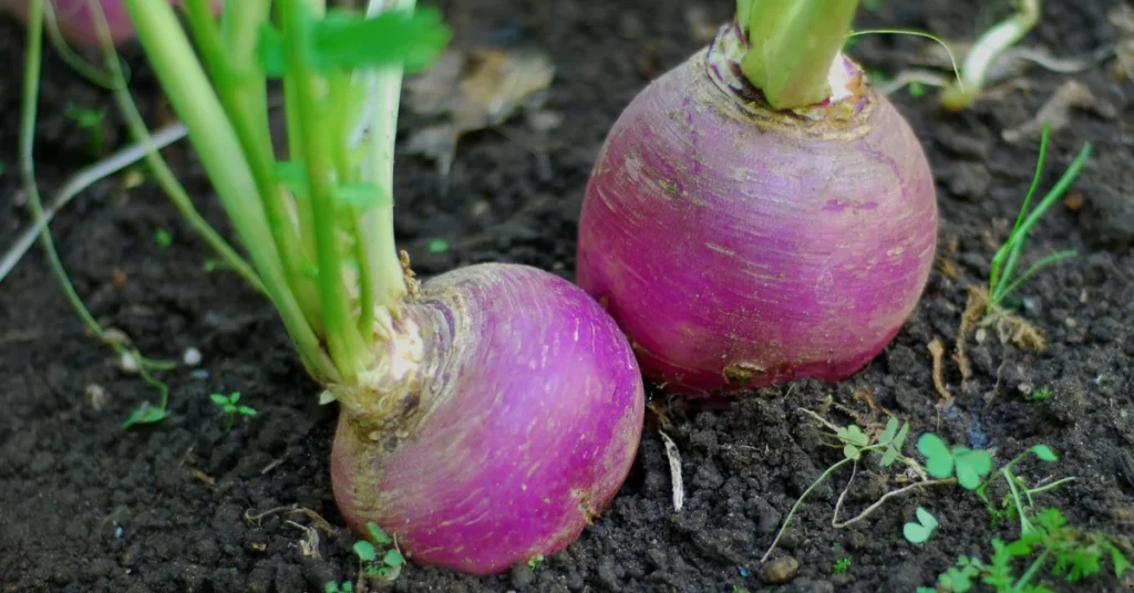 cool season veggies turnip