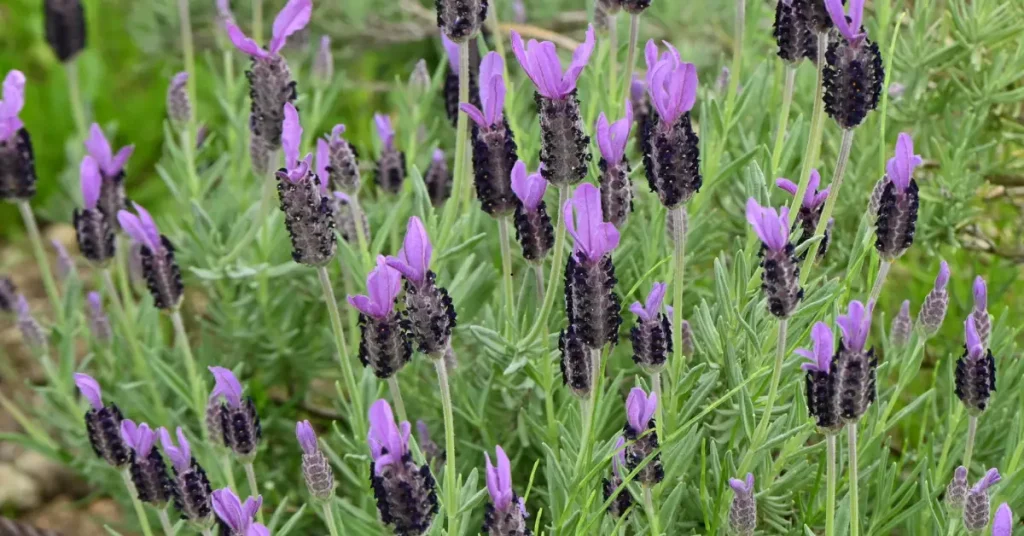 french lavender vs english lavender photo