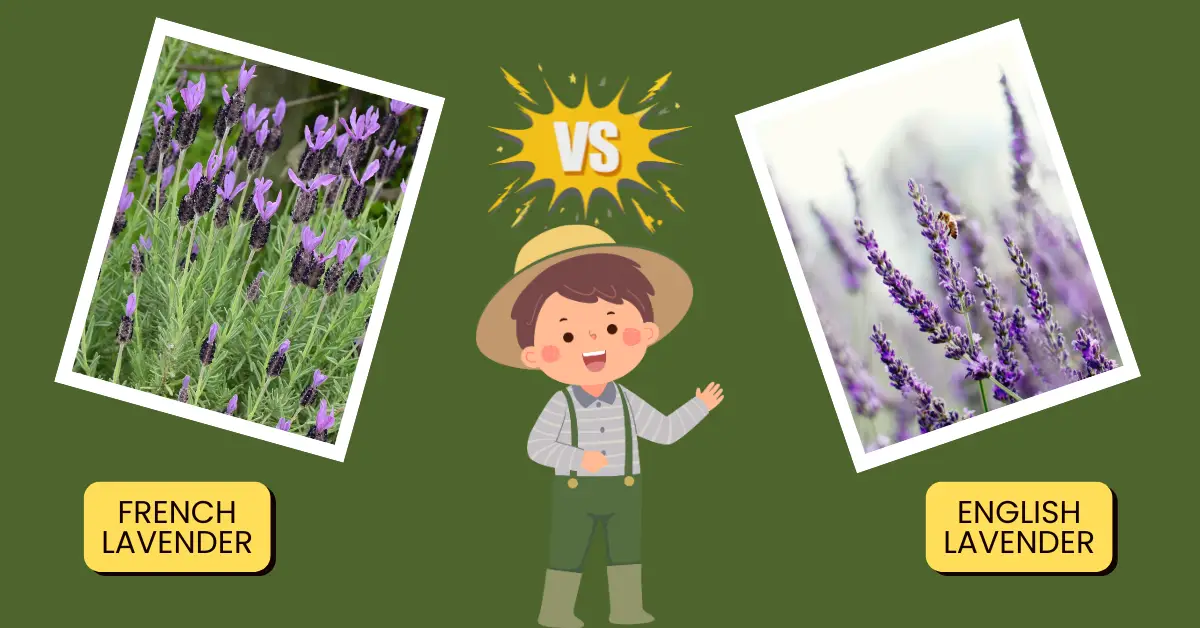 french lavender vs english lavender