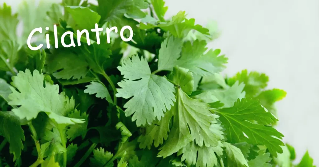 herbs to grow indoors cilantro