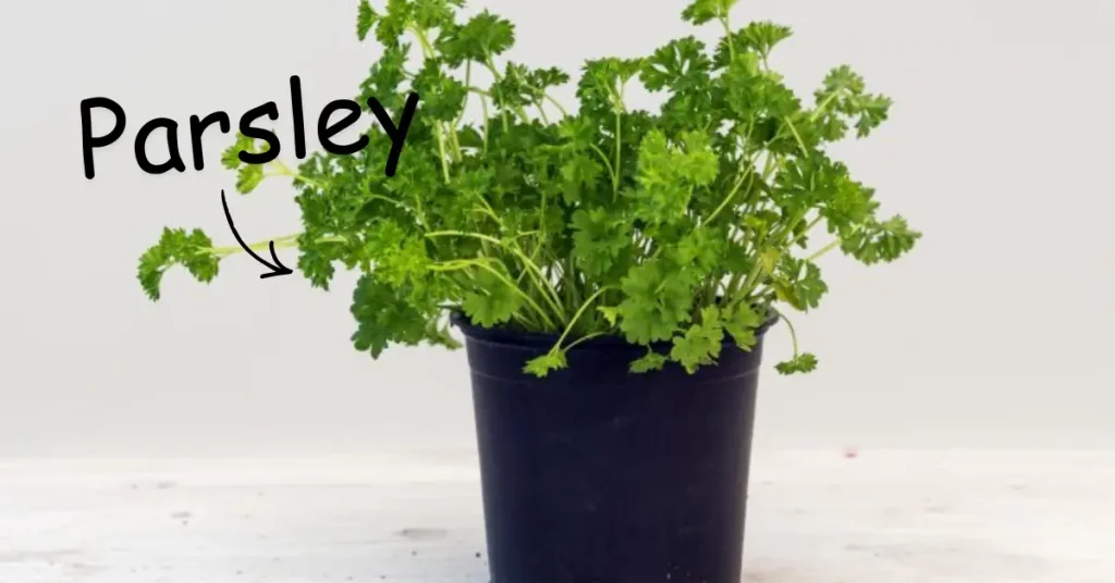herbs to grow indoors parsley