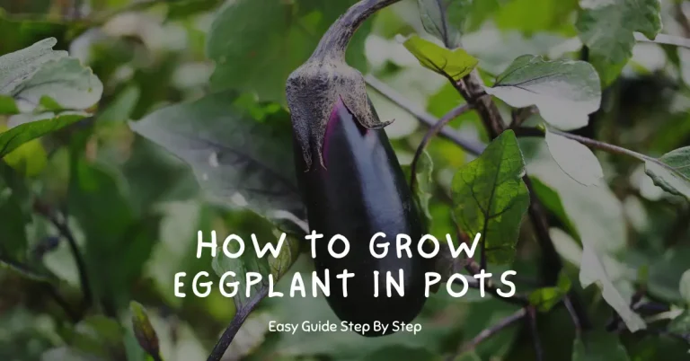 How To Grow Eggplant in Pots (An Easy Guide)
