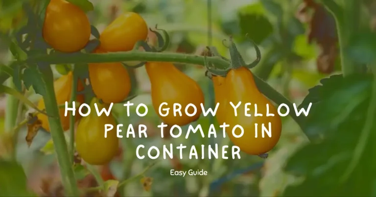 How To Grow Yellow Pear Tomato in Container