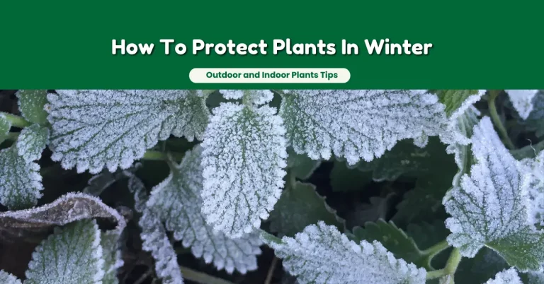 How To Protect Plants in Winter (Outdoor and Indoor Plants)