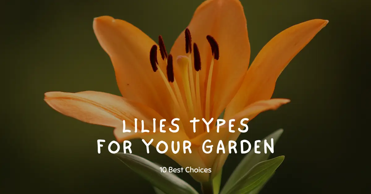 lilies types