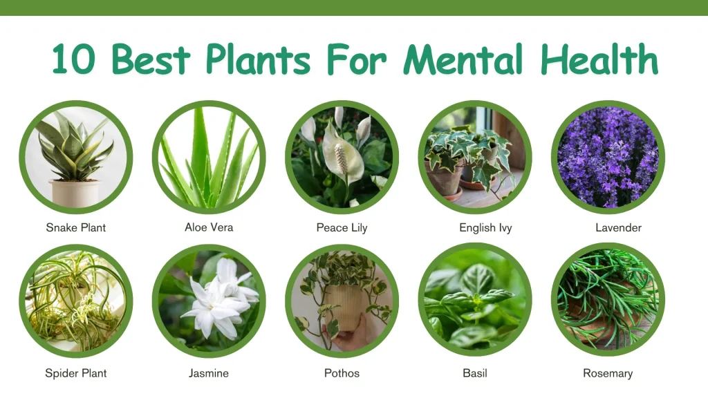 list of best plants for mental health