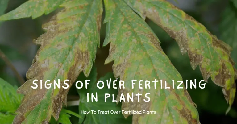 signs of over fertilizing