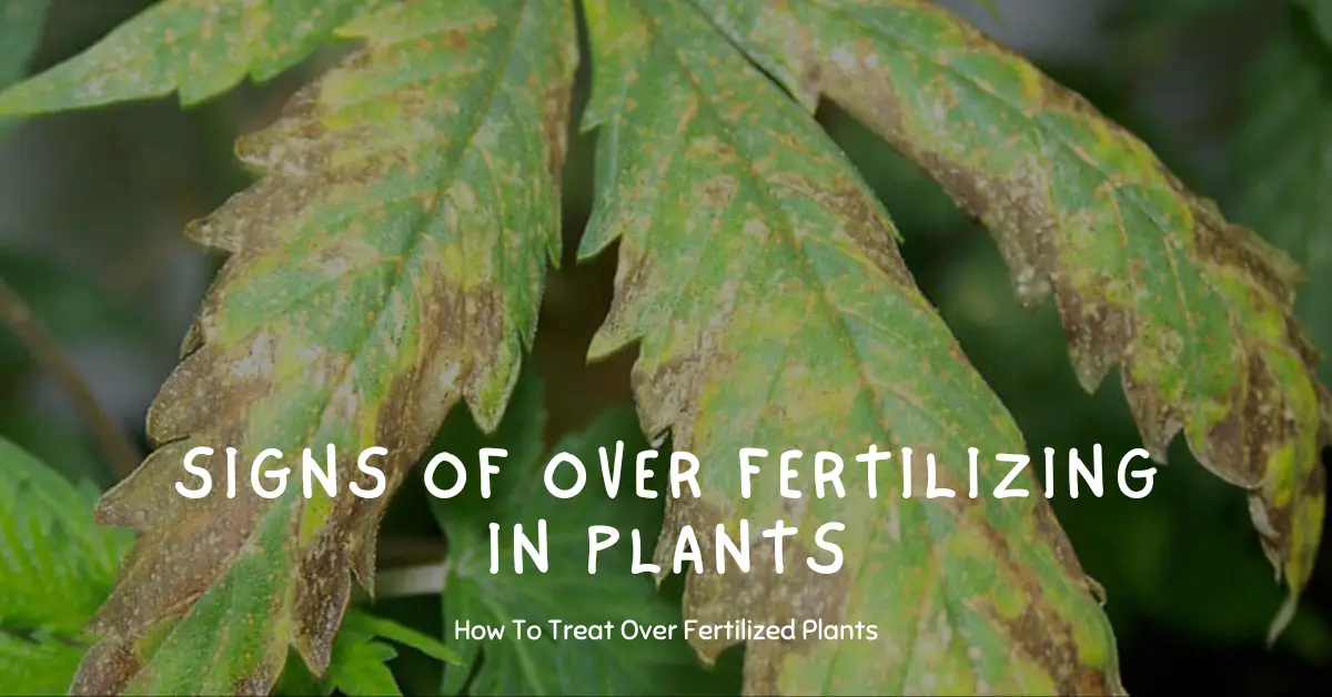 signs of over fertilizing