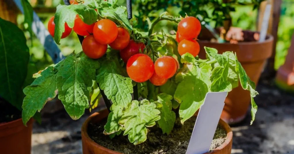 tiny tim cherry tomato