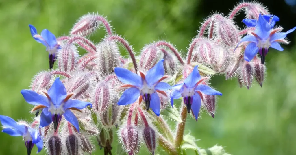 What To Plant With Eggplant