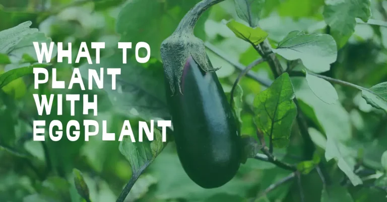 What To Plant With Eggplant