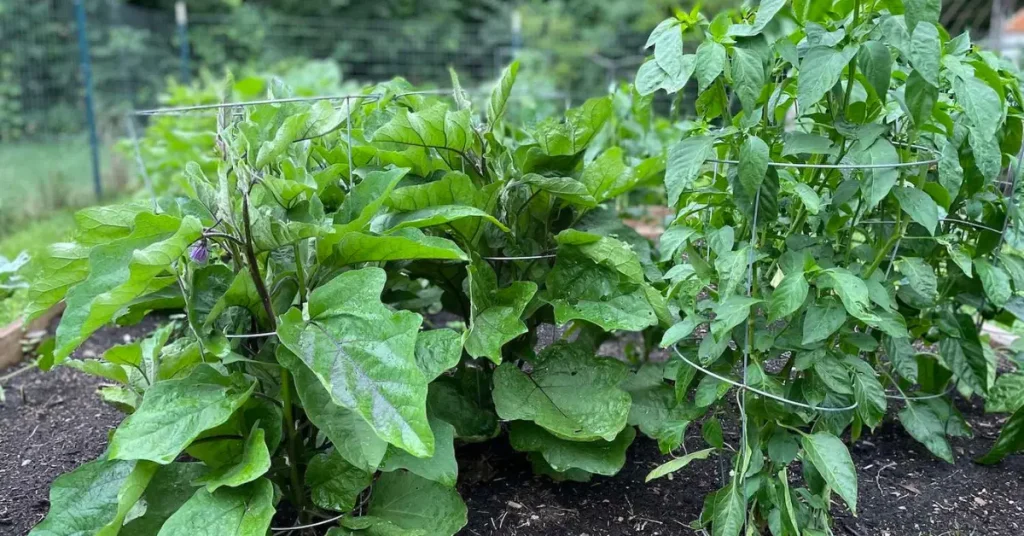 What To Plant With Eggplant