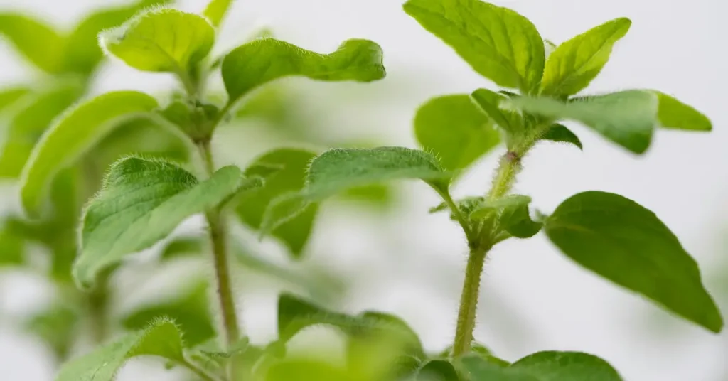 What To Plant With Eggplant