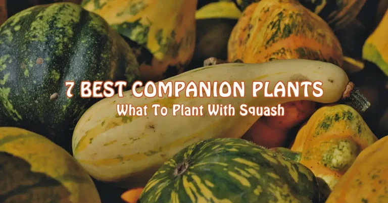 What To Plant With squash