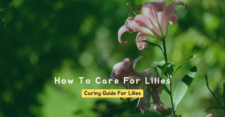 how to care for lilies