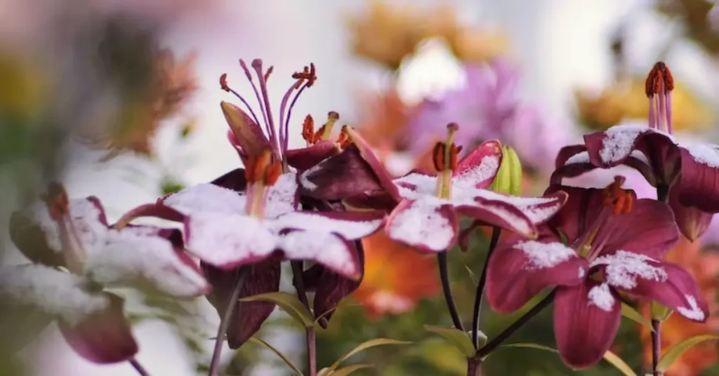 how to care for lilies in winter