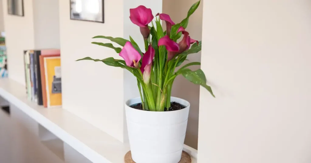 how to care for lilies indoor