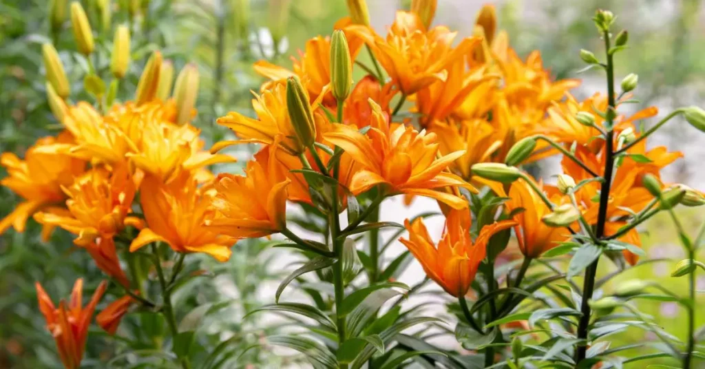 how to care for lilies outdoor