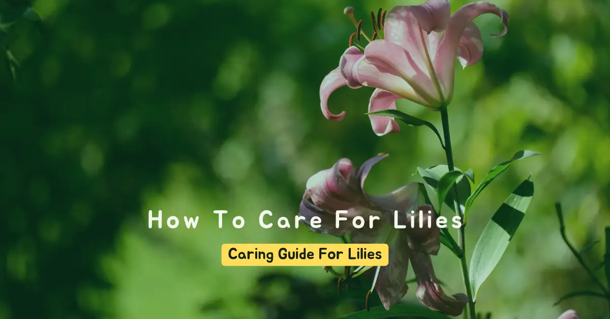 how to care for lilies