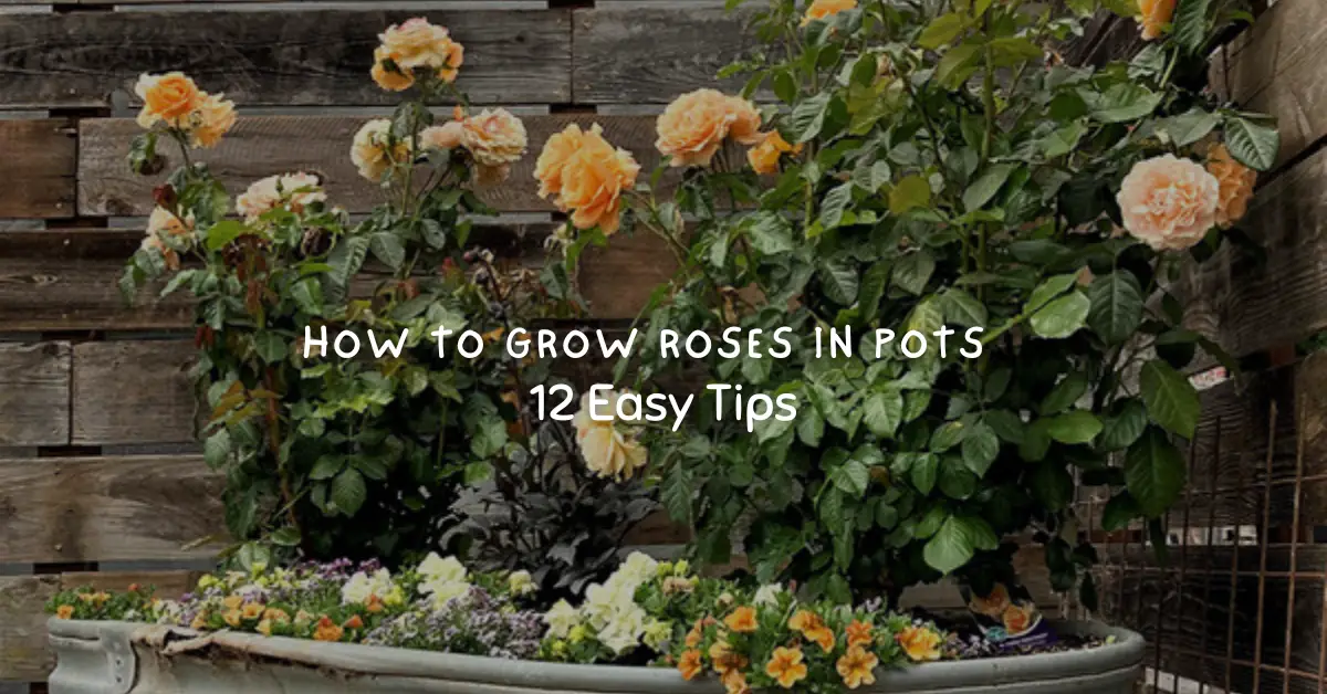 how to grow roses in pots