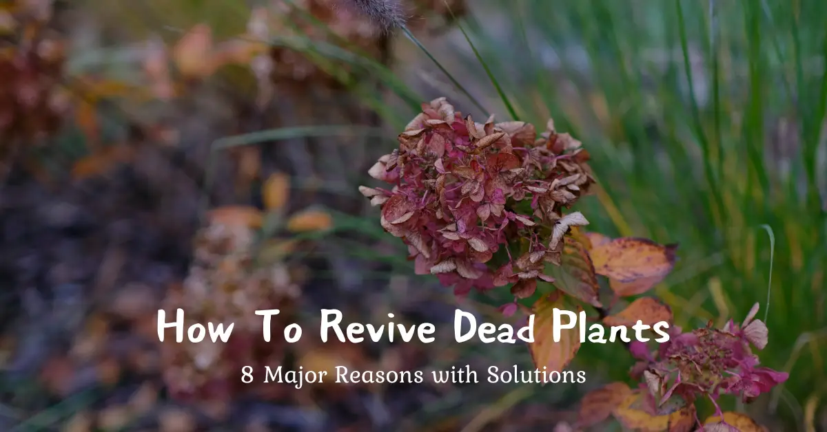 how to revive dead plants